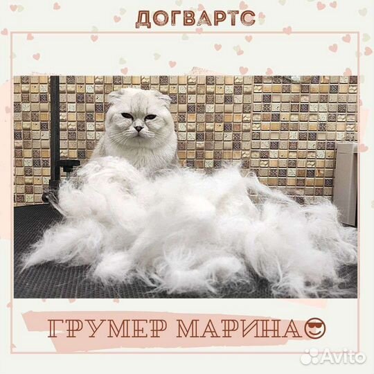 Услуги грумера в салоне и на дому