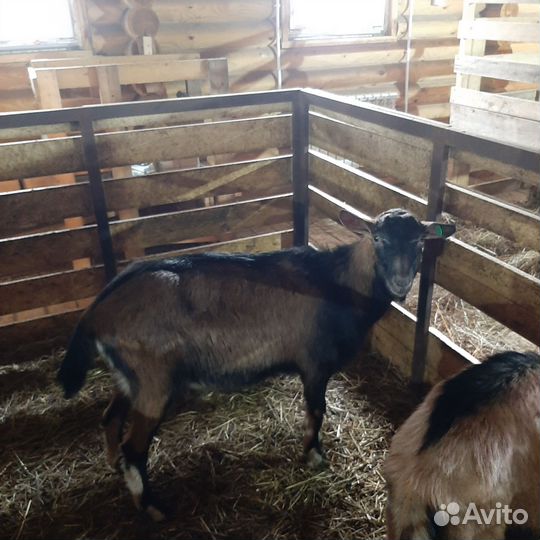 Альпийский козлик