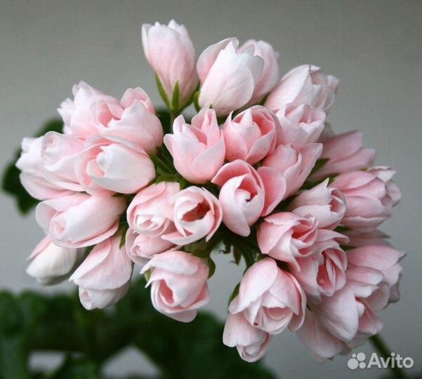 Розебудные И тюльпановидные пеларгонии