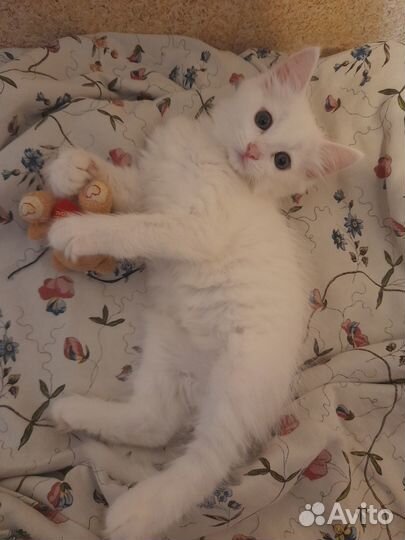 Белый котенок