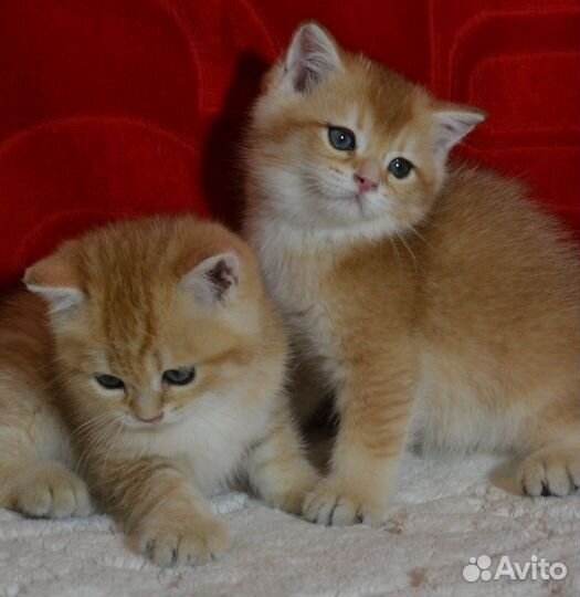 Золотые британцы