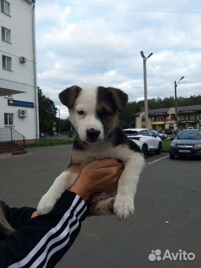 Щенок в добрые руки