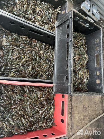 Живые раки Ст. Филоновская