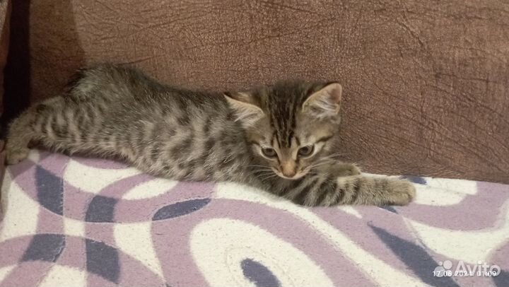 Котенок