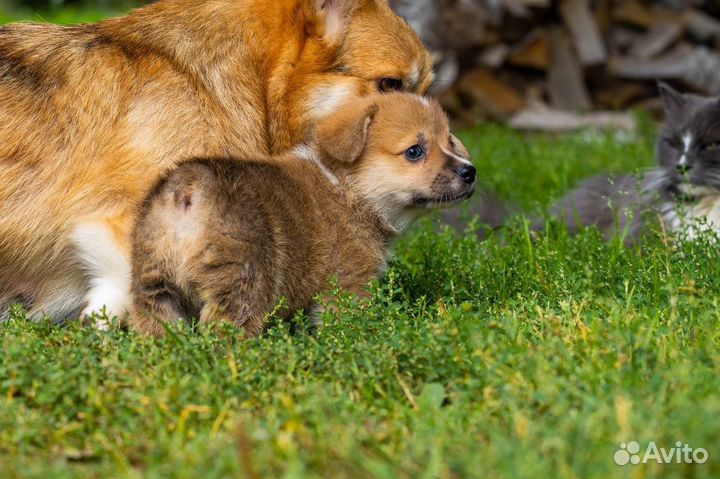 Щенок породы вельш корги пемброк