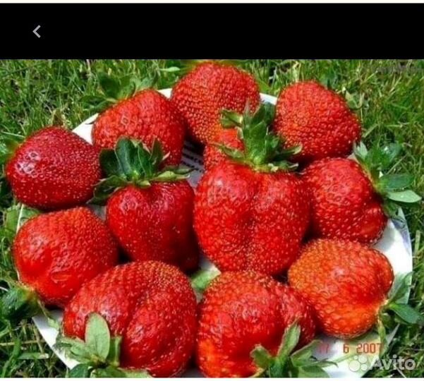 Рассада клубники