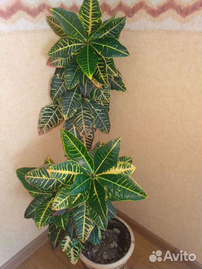 Кротон большой