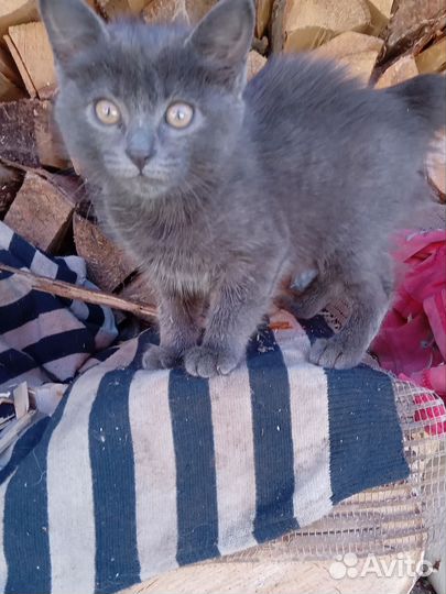 Котенок девочка