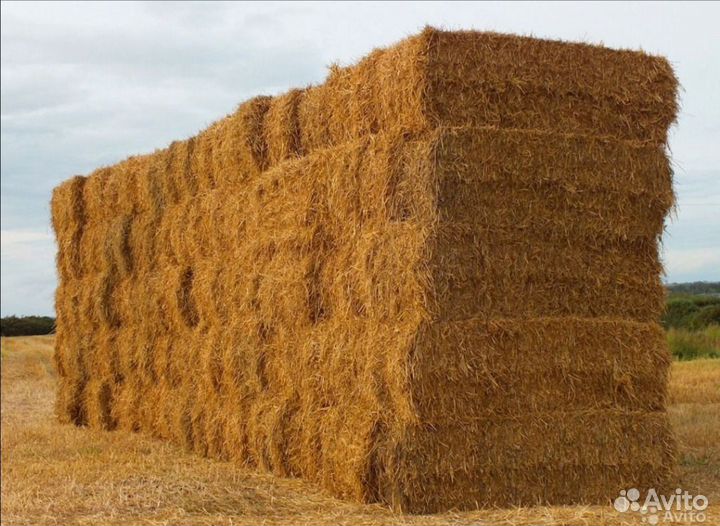 Солома ячменная