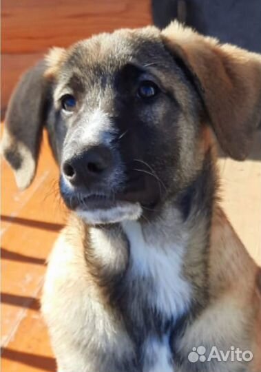 Отдам лучшую собаку, лучшему хозяину