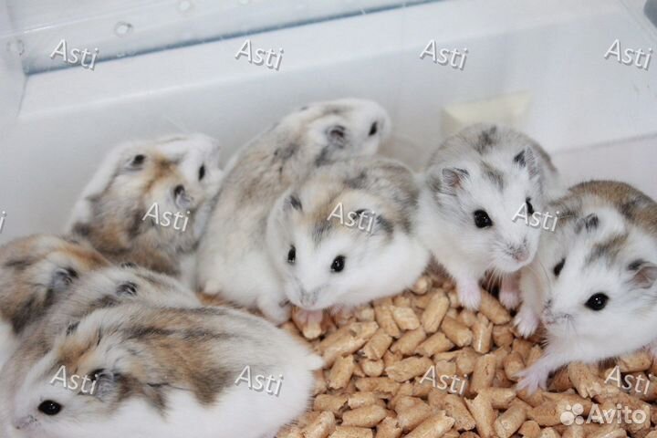 Джунгарские хомячки необыкновенного редкого окраса