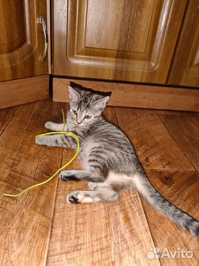 Котёнок девочка