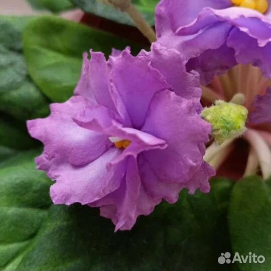 Фиалка из фоамирана