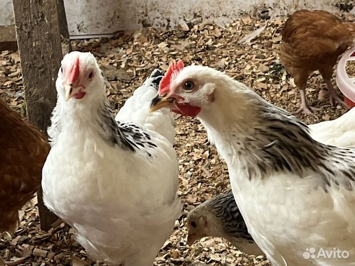 Петушки молодые, 2,5-3 месяца
