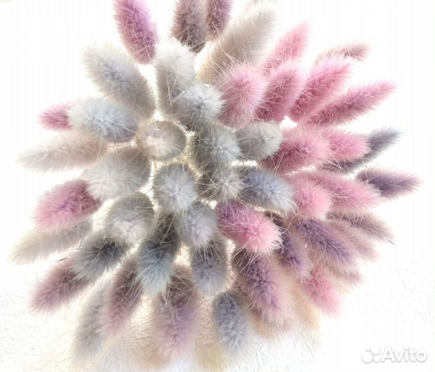 Лагурус лилово-голубой сухоцвет