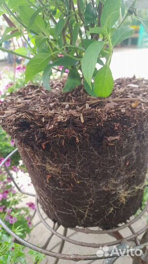 Гортензия Лайм Лайт