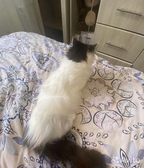 Кошка и кот в дар