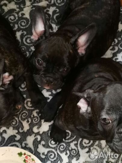 Собаки щенки