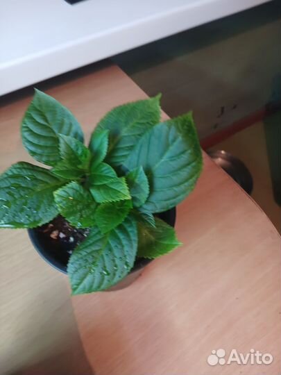 Гортензия крупнолистная саженцы