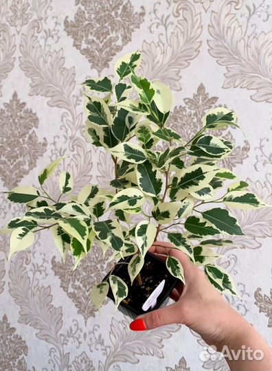 Фикус Твилайт