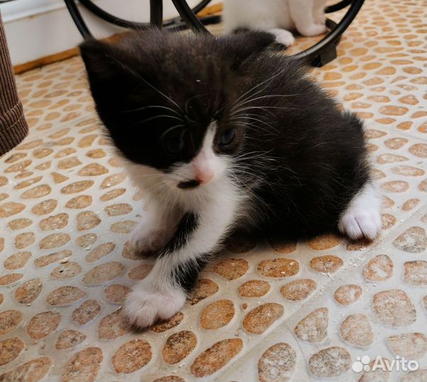 Отдам котят в добрые и надёжные руки