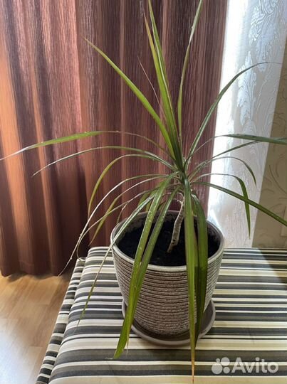 Пальма драцена