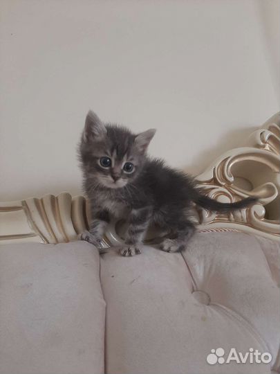 Котята 1,5мес взрослым людям