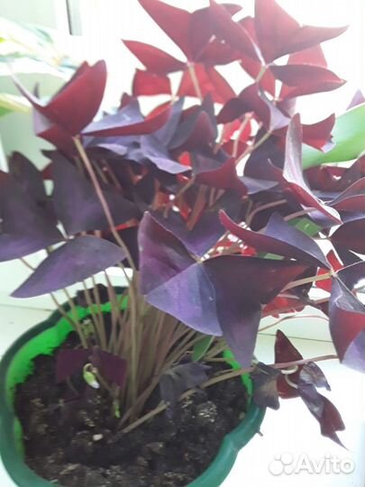 Комнатные растения цветы