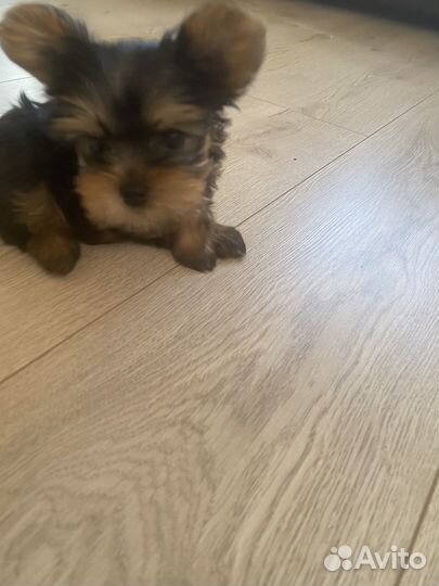 Йоркширский терьер мини