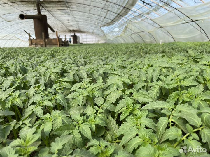 Рассада овощей и цветов. Теплицы кск