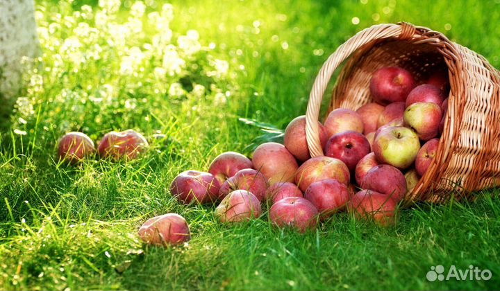 Сборщик яблок