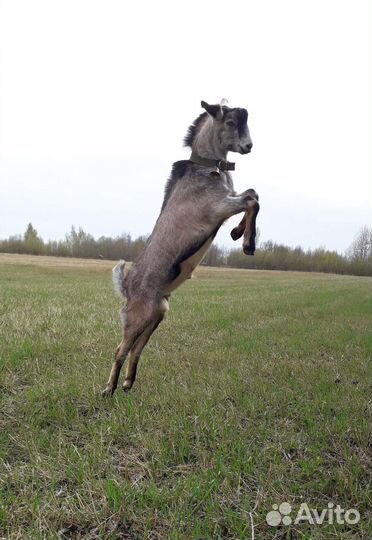 Англо нубийский козел