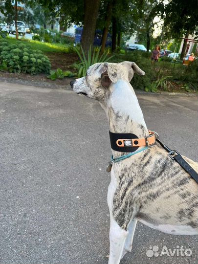 Ошейник-селедка из биотана