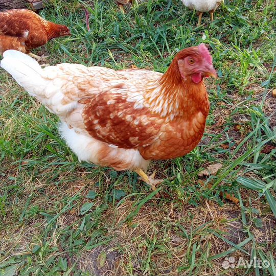Куры молодки несушки