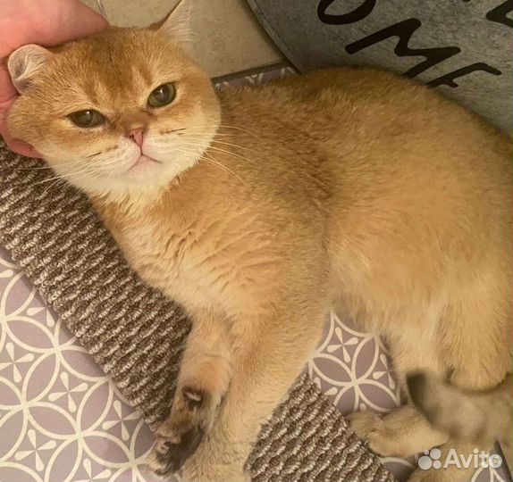 Золотой британец