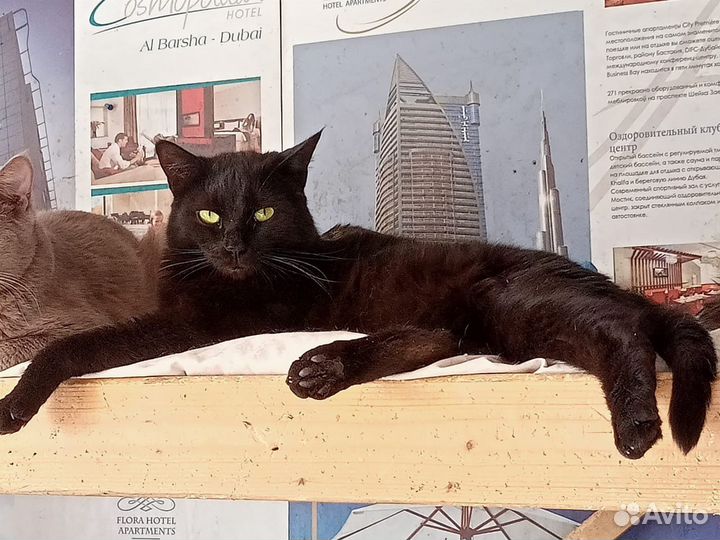 Черная пантера в дар