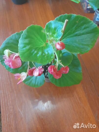 Бегония вечноцветущая махровая