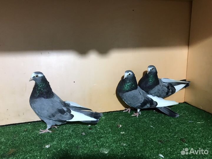 Николаевские голуби