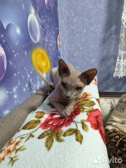 Канадский сфинкс бесплатно