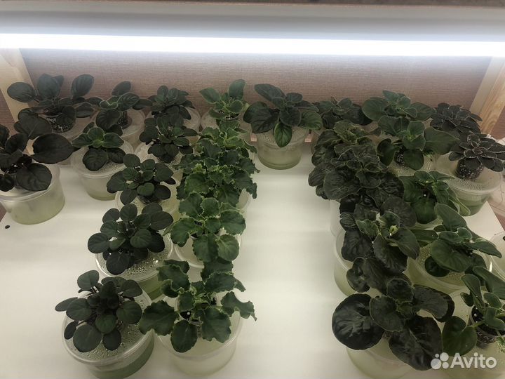 Сортовые фиалки