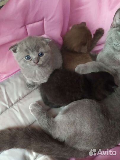 Вислоухие котята