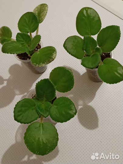 Фиалка (детки)