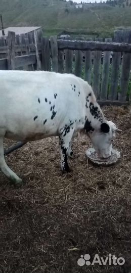 Продам телку