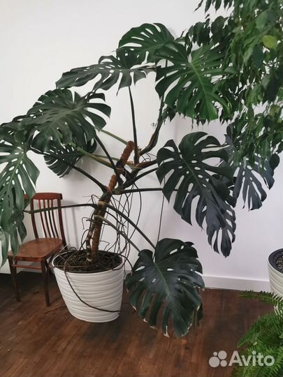 Монстера крупнолистная гигант