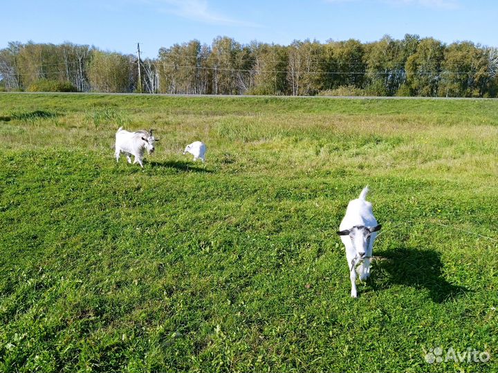 Козы. Козел продан