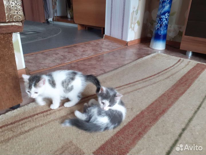 Отдам котят