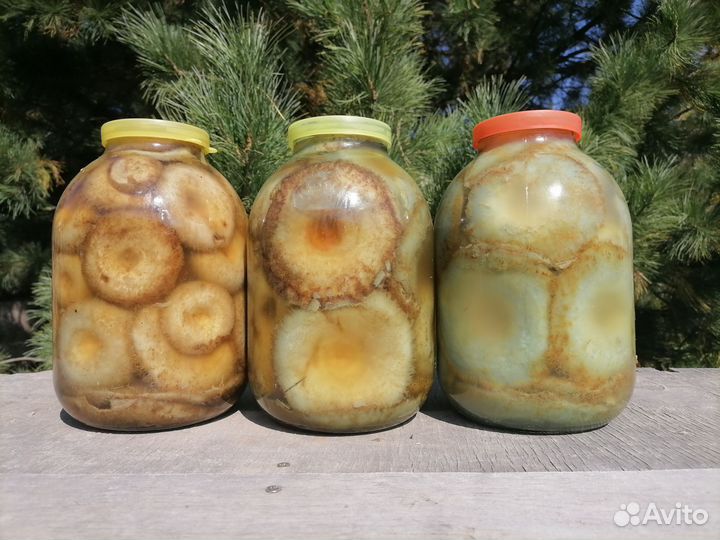 Грузди. Рыжики. Маслята. Опята. Белые. Грибы