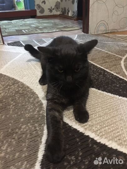Отдам кота в добрые руки