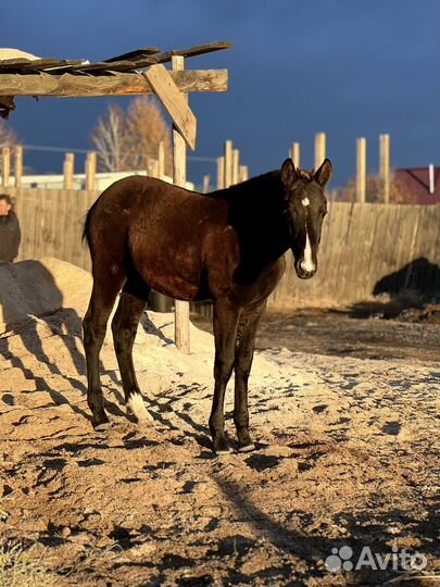 Жеребенок от чкв
