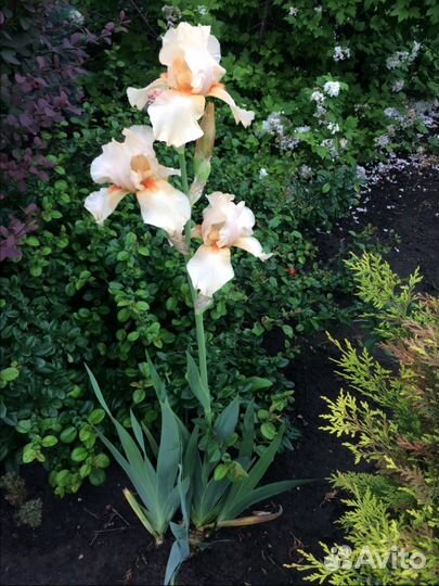 Садовые цветы